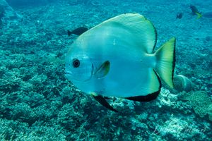 Golden Spadefish