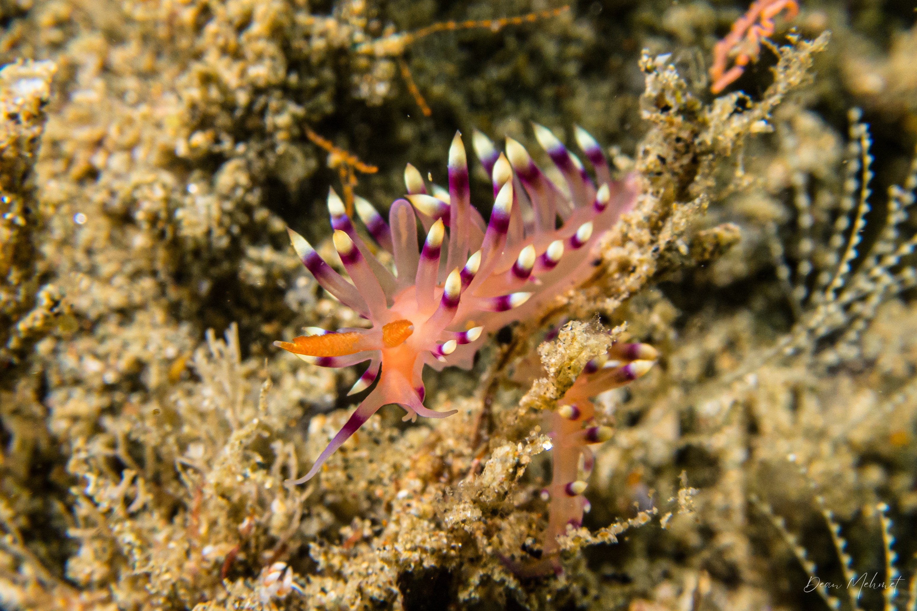 Desirable Flabellina