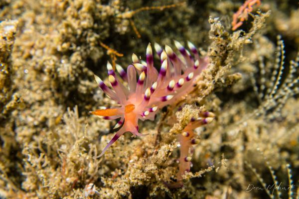 Desirable Flabellina - Ambon - 15 September 2026 - Dive 1 - Air Manis