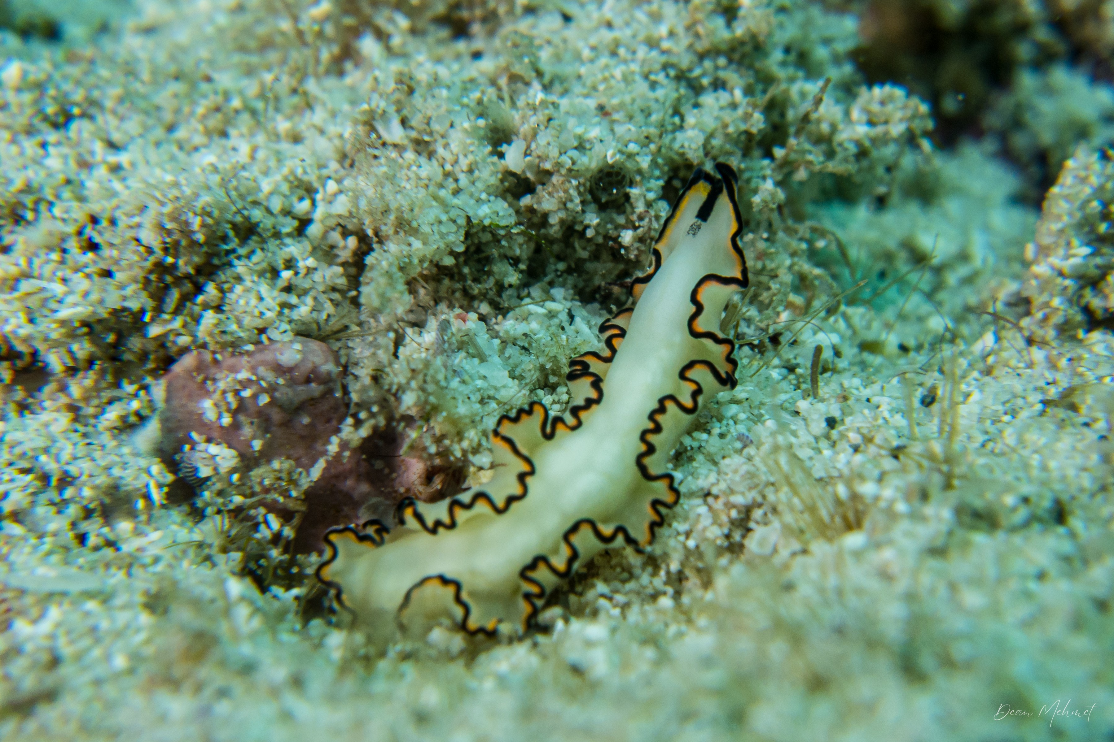 Black-margined Nudibranch