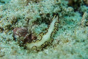 Black-margined Nudibranch