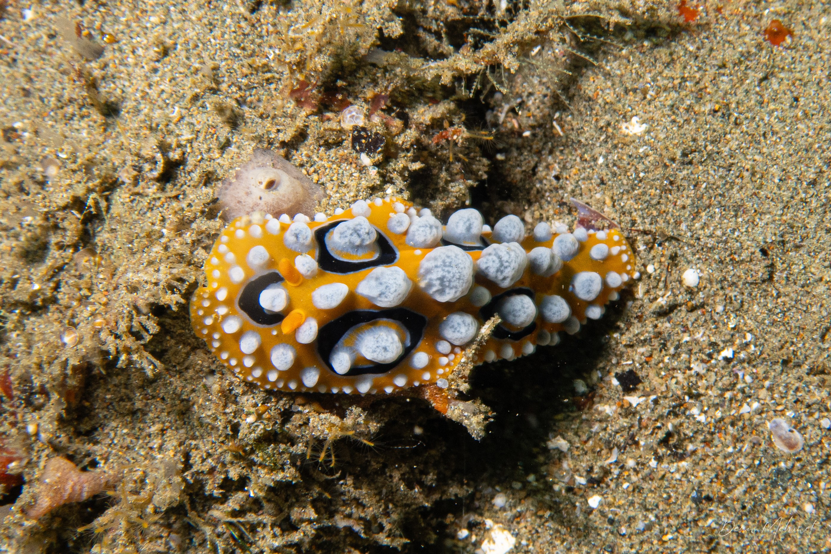 Ocellate Phyllidia