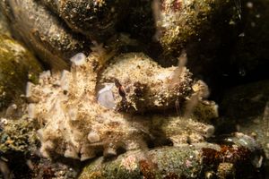 Coconut Octopus