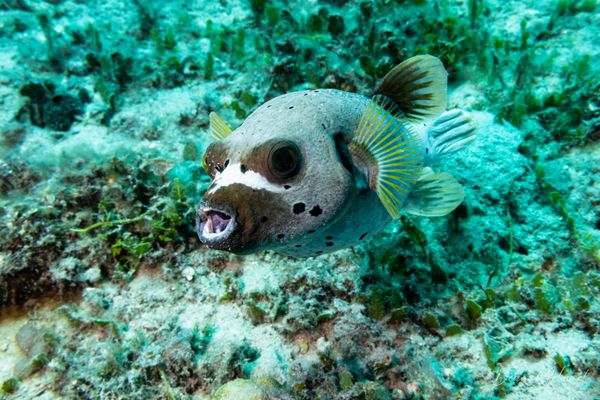 Blackspotted Puffer - Pemuteran - 4 October 2026 - Dive 2 - Bio-Wreck