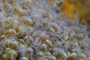 Bubble Coral Shrimp