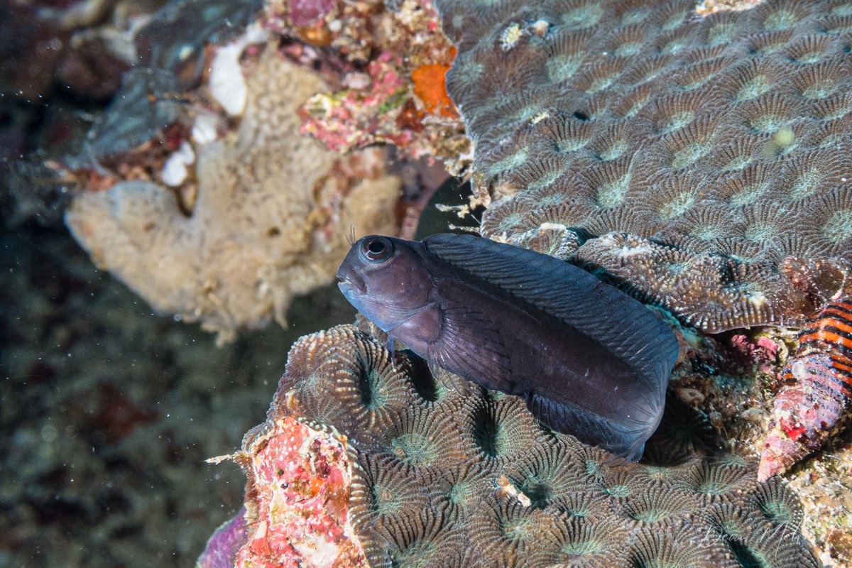 Namiye's Combtooth Blenny hero image