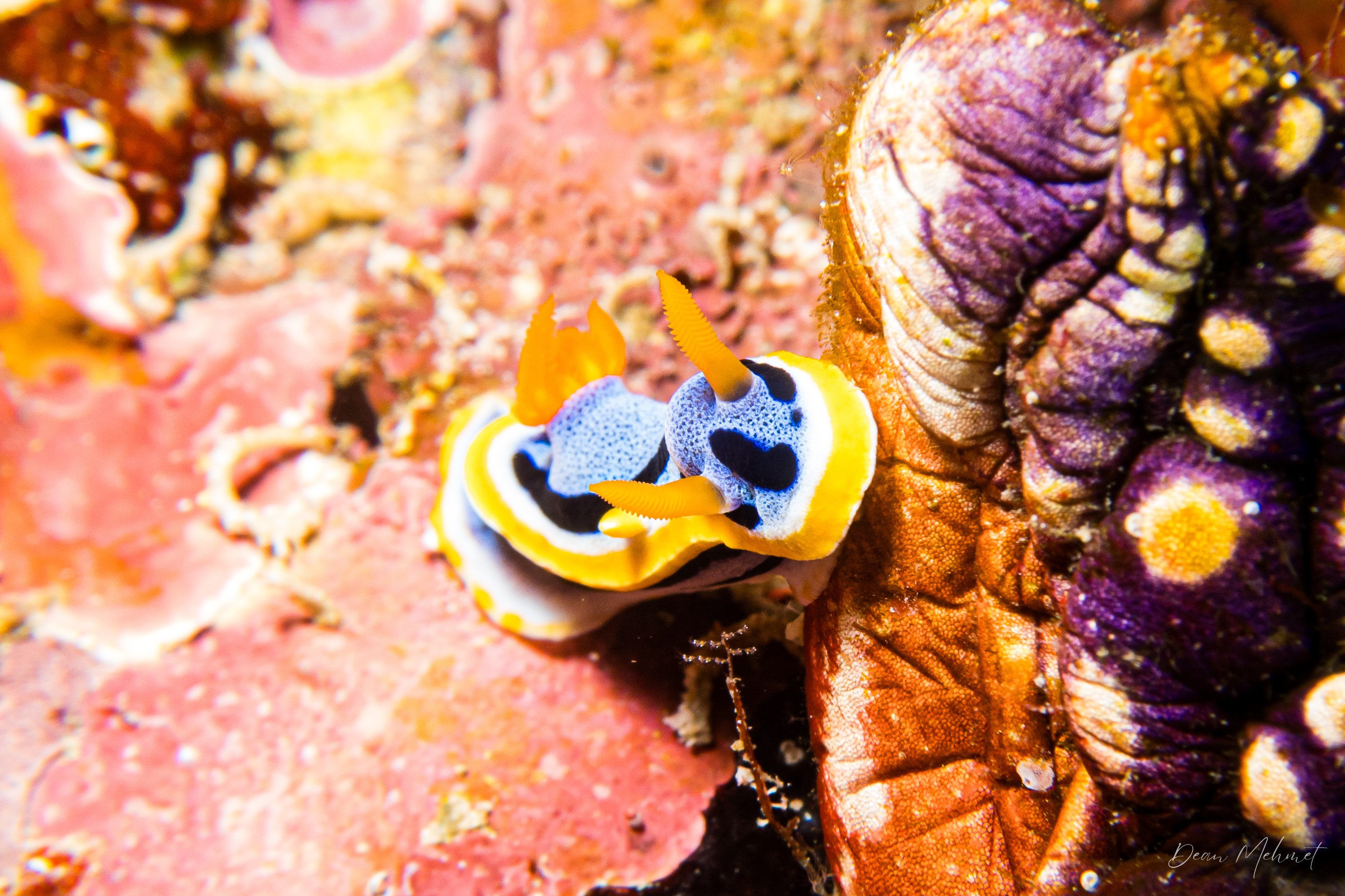 Anna's Chromodoris