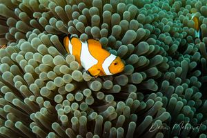 Percula Anemonefish