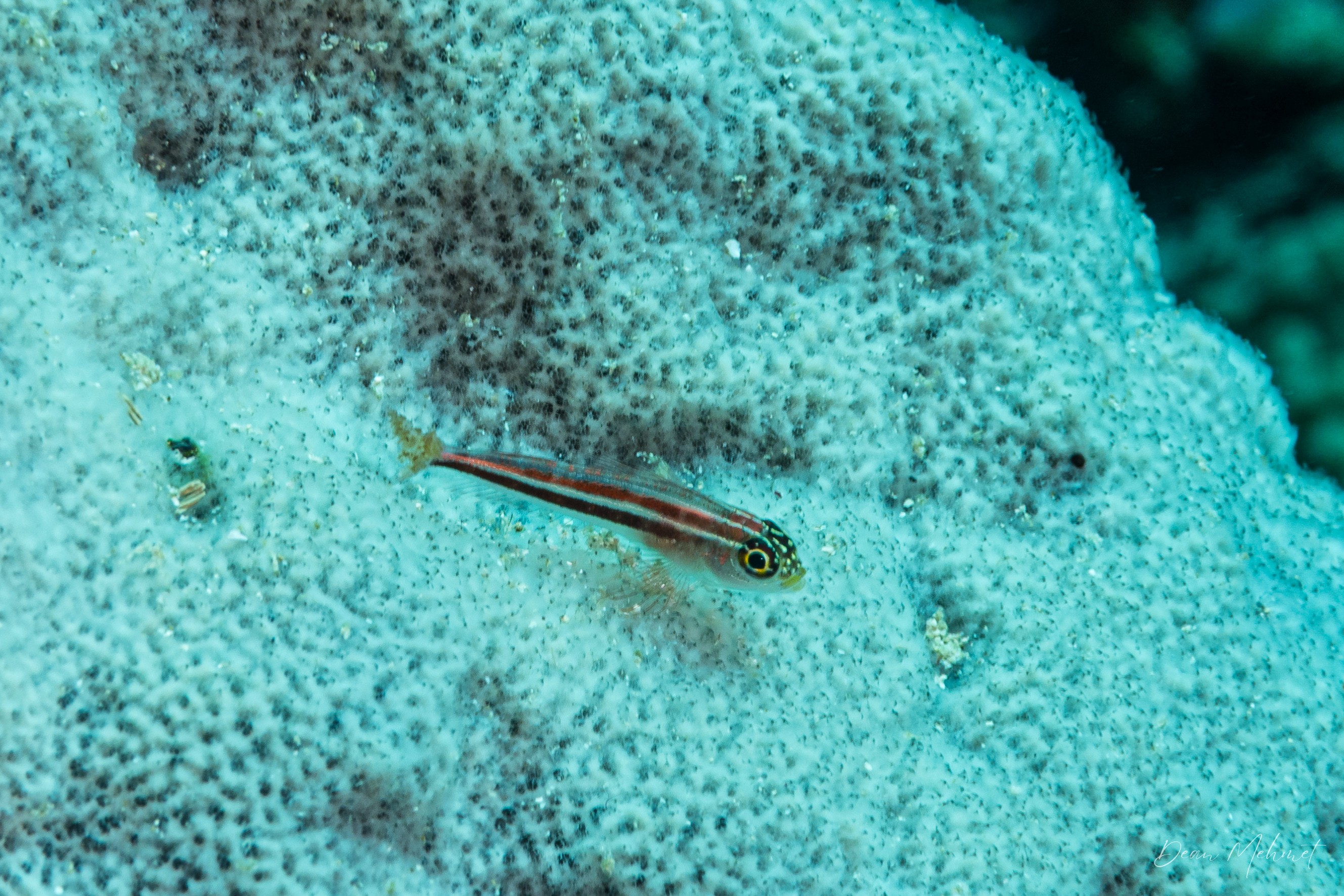Striped Threefin