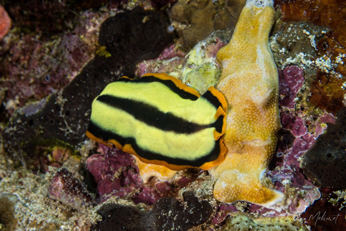 Divided Flatworm hero image