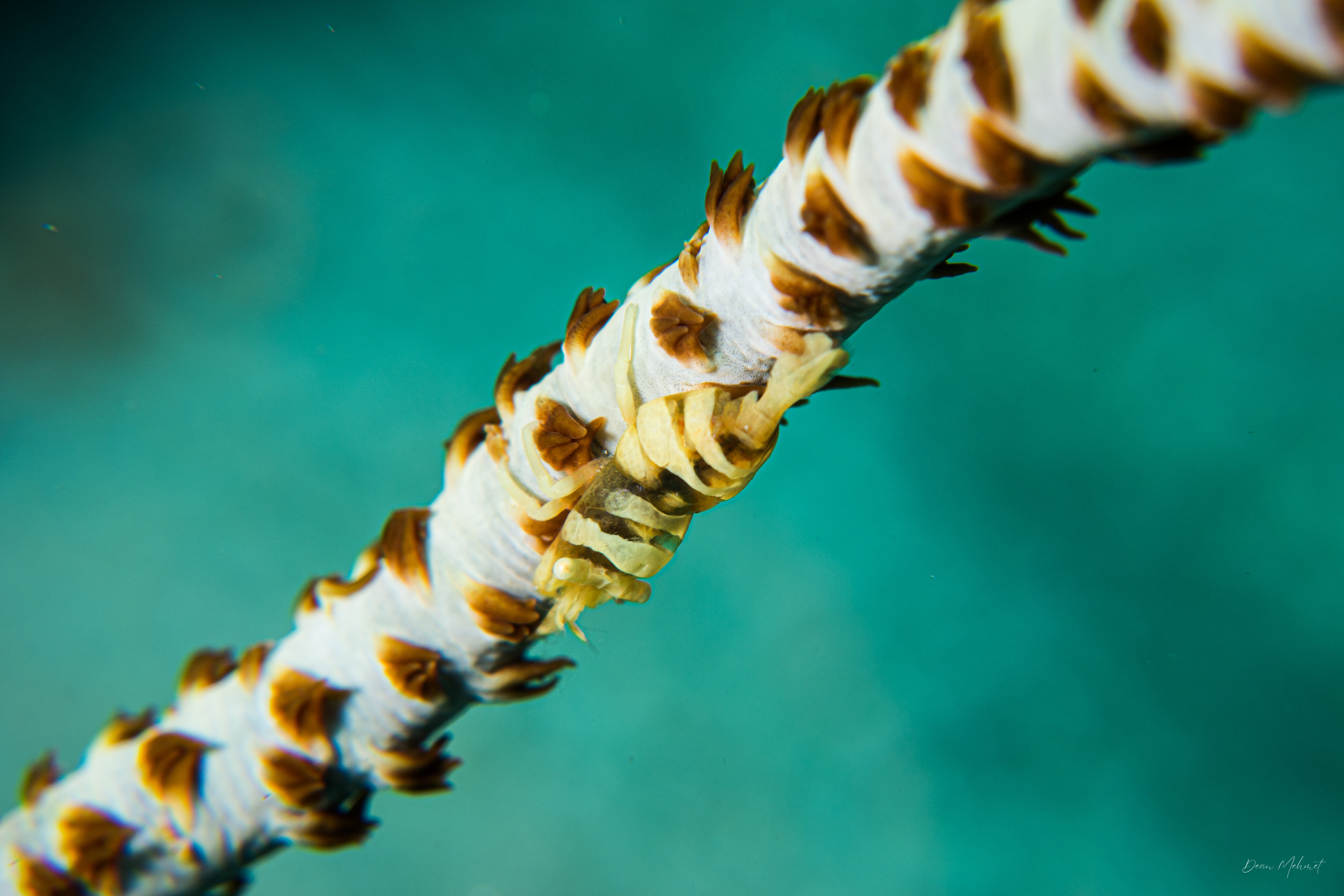 Anker's Whip Coral Shrimp