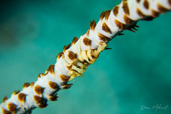 Anker's Whip Coral Shrimp - Pemuteran - 4 October 2026 - Dive 2 - Bio-Wreck