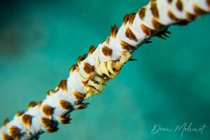 Anker's Whip Coral Shrimp
