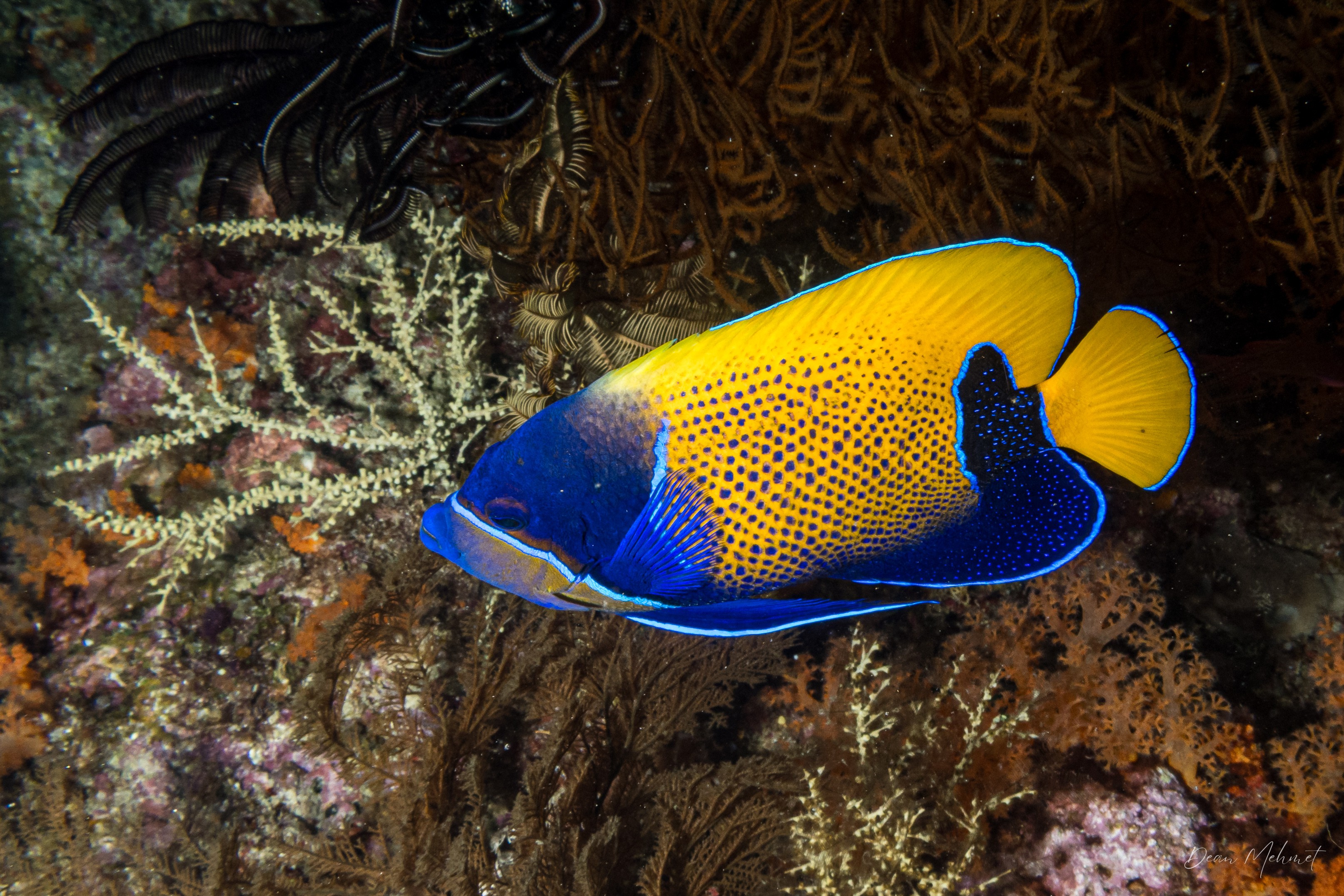 Bluegirdle Angelfish