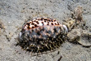 Tiger Cowrie