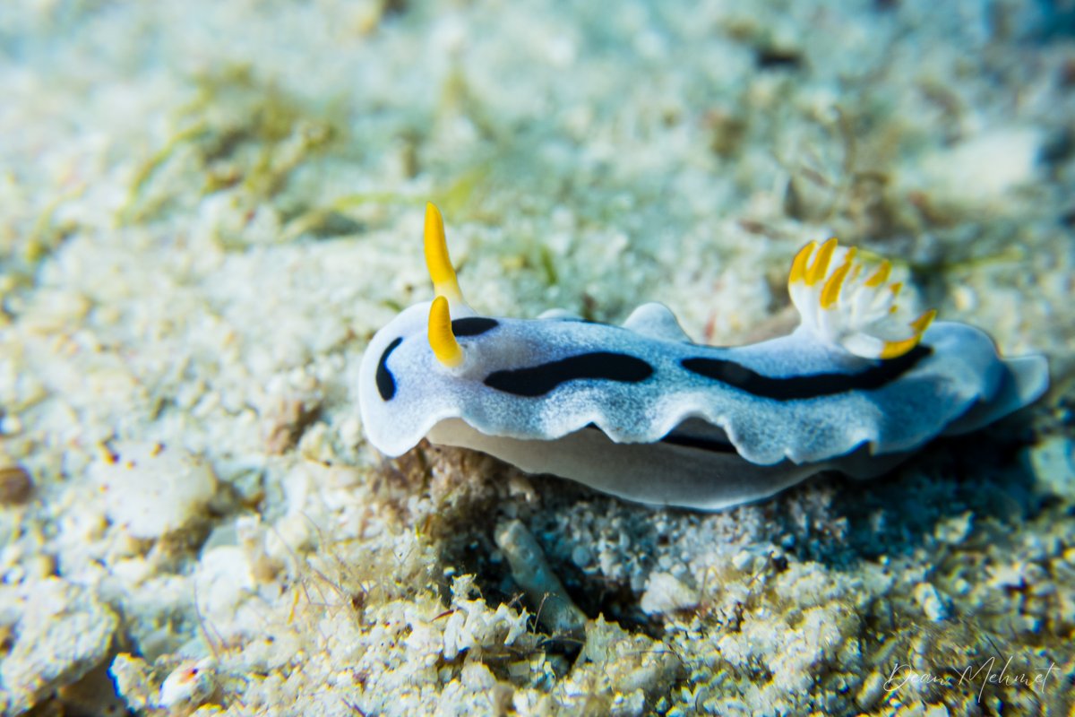 Alcala's Chromodoris