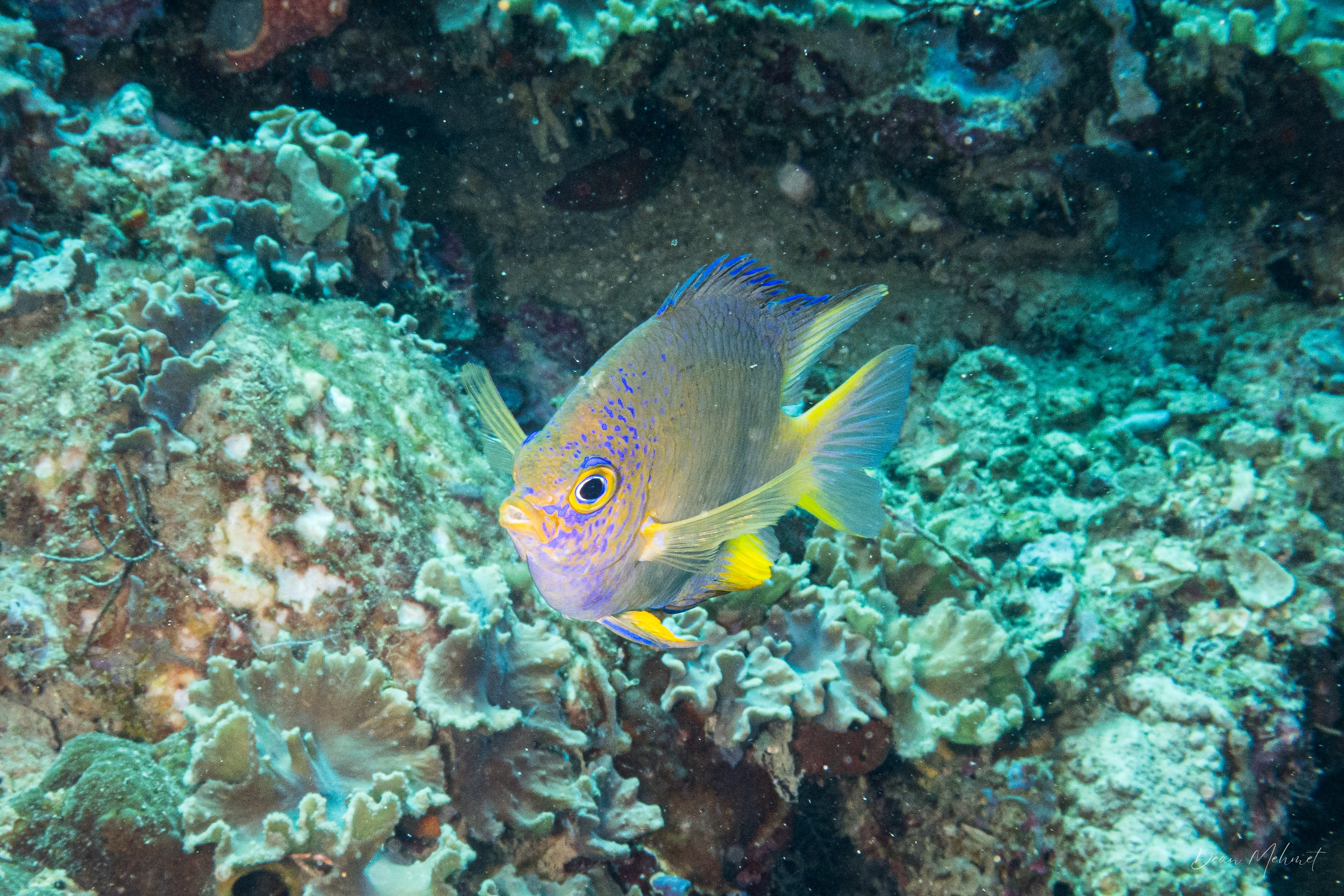 Golden Damselfish