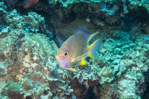 Golden Damselfish