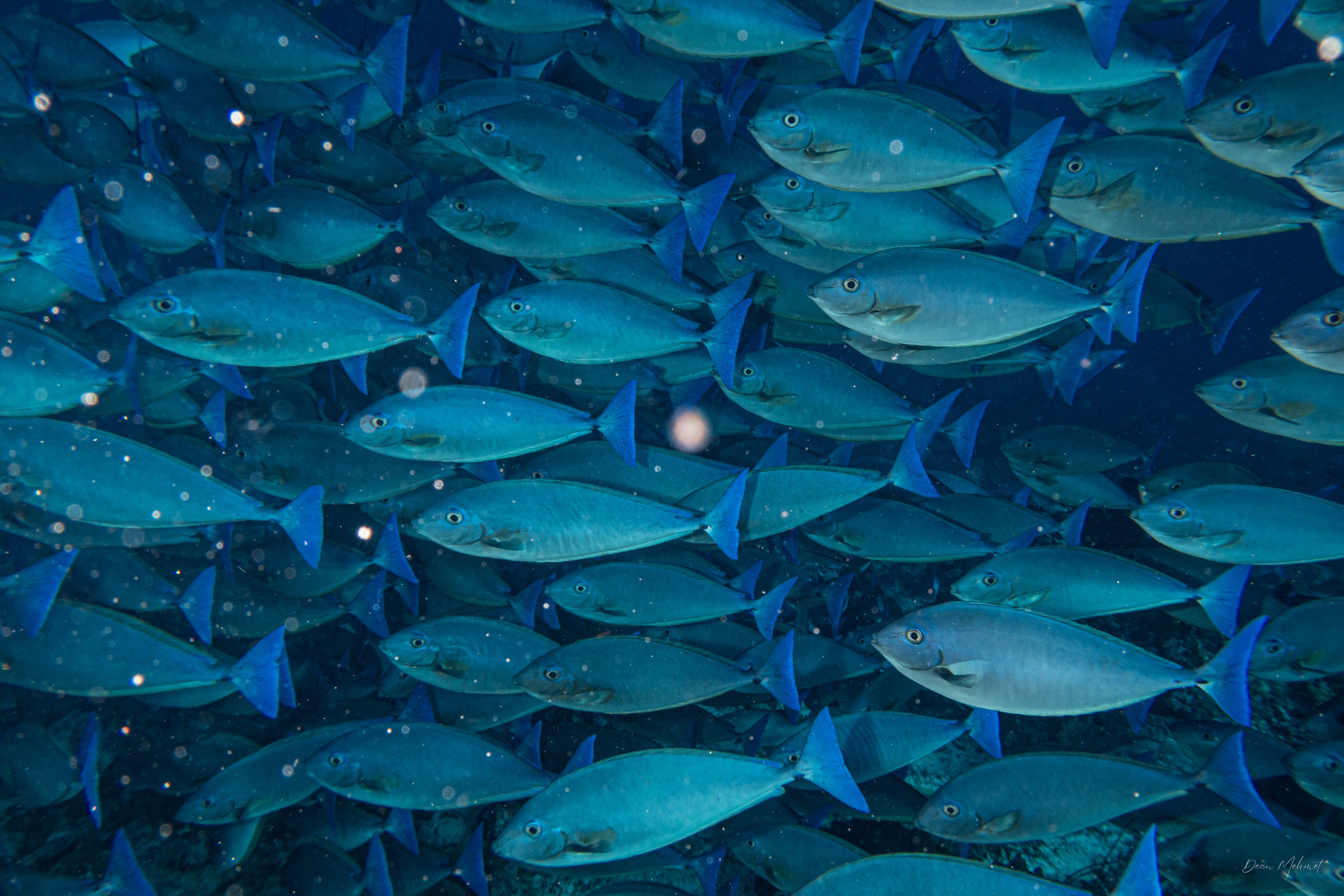 Blue Unicornfish