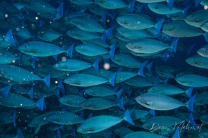 Blue Unicornfish