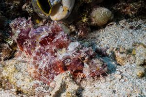 Smallscale Scorpionfish