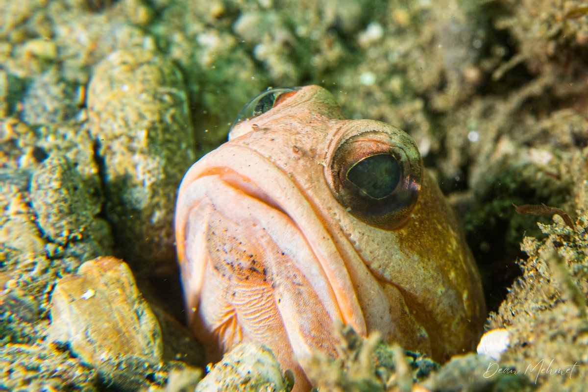 Banded Jawfish hero image