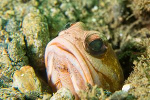 Banded Jawfish