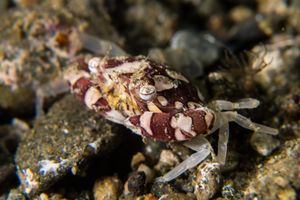 Lissocarcinus representative species