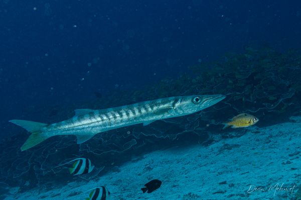 Pickhandle Barracuda