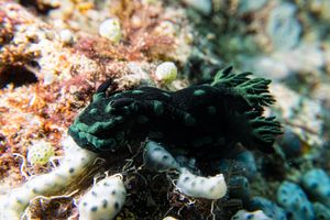 Crested Nembrotha
