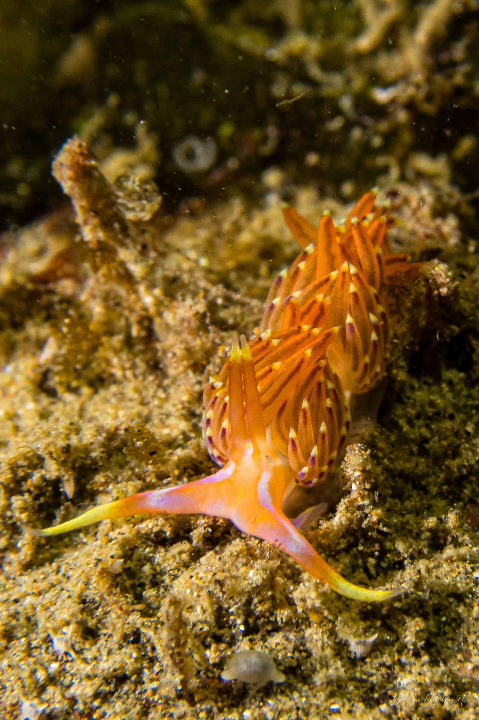 Four-colour Nudibranch