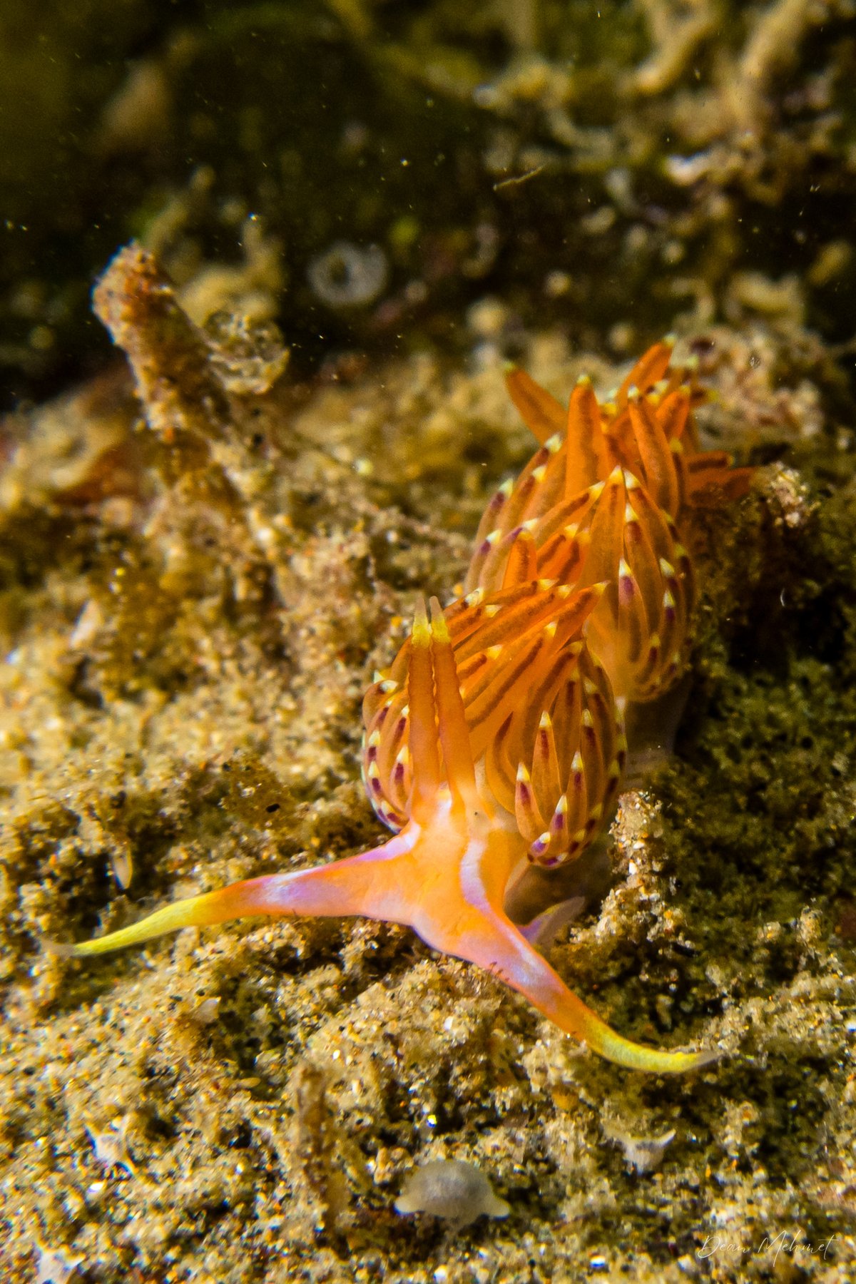 Four-colour Nudibranch hero image