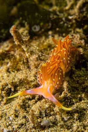 Four-colour Nudibranch representative species