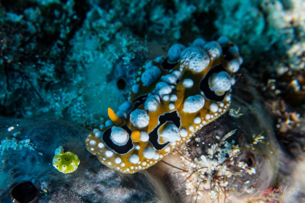 Ocellate Phyllidia