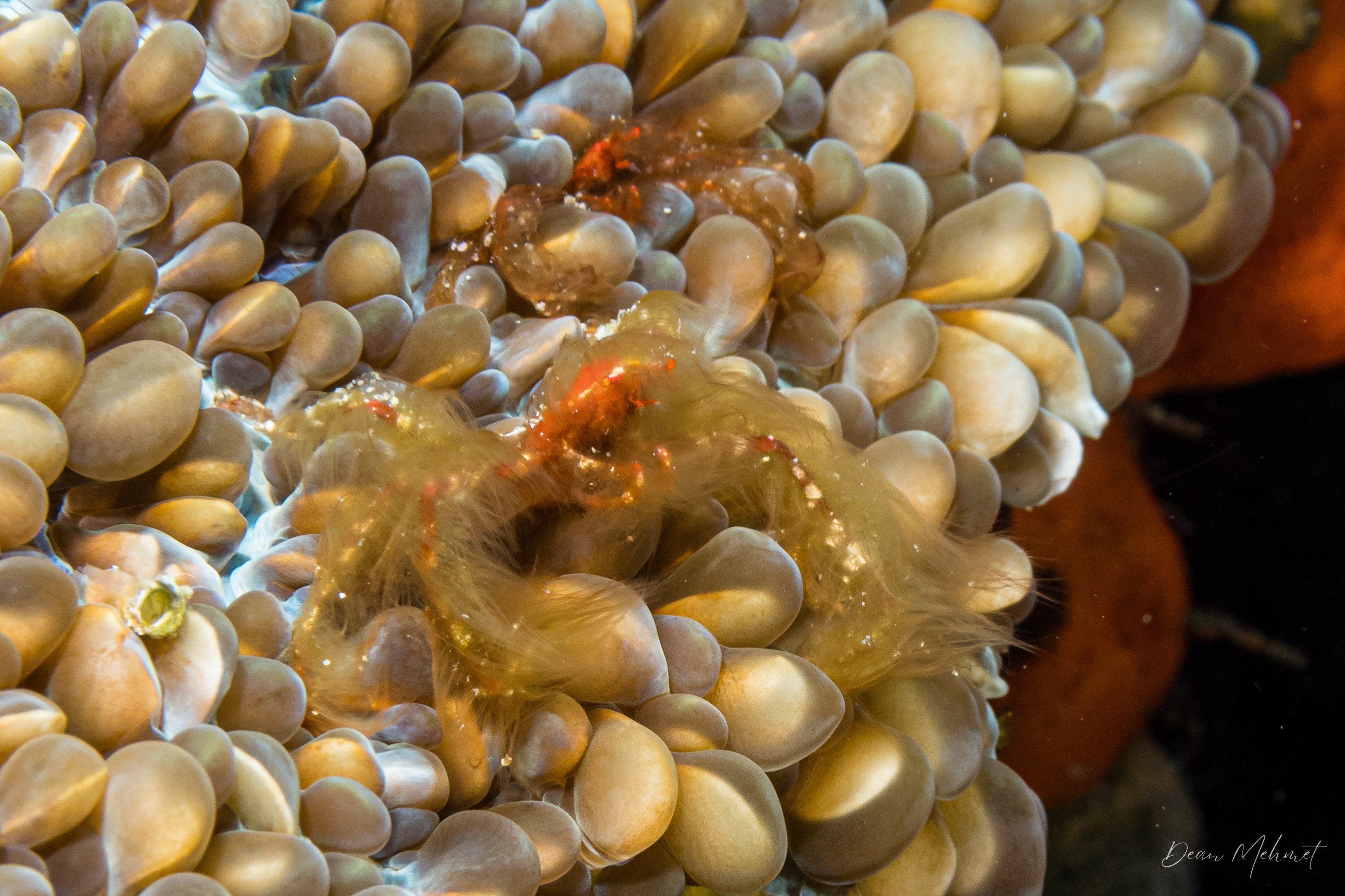 Orangutan Crab