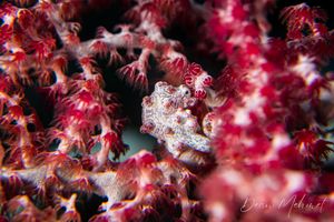 Pygmy Seahorse