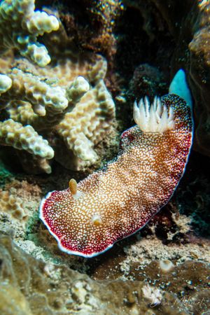 Reticulated Goniobranchus