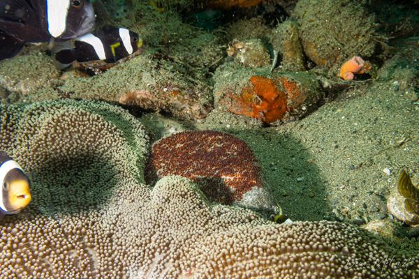 Saddleback Anemonefish