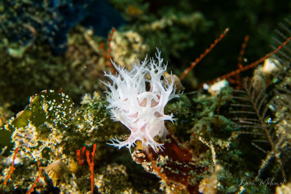 Tritoniopsis elegans