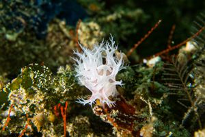 Tritoniopsis elegans