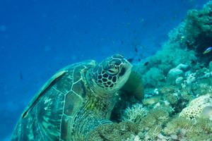 Green Sea Turtle