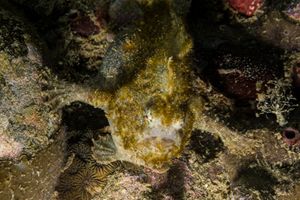 Abantennarius