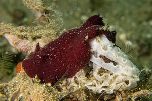 Peron's Pleurobranch