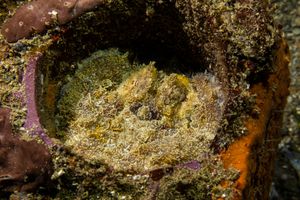 Fragile dorid