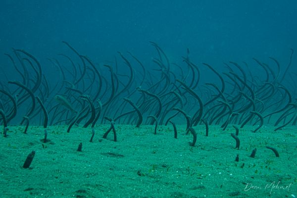 Bunutan encounter 13