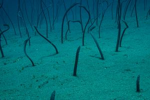 Brown Garden Eel