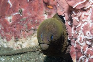 Giant Moray