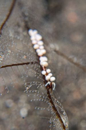 Plumularia