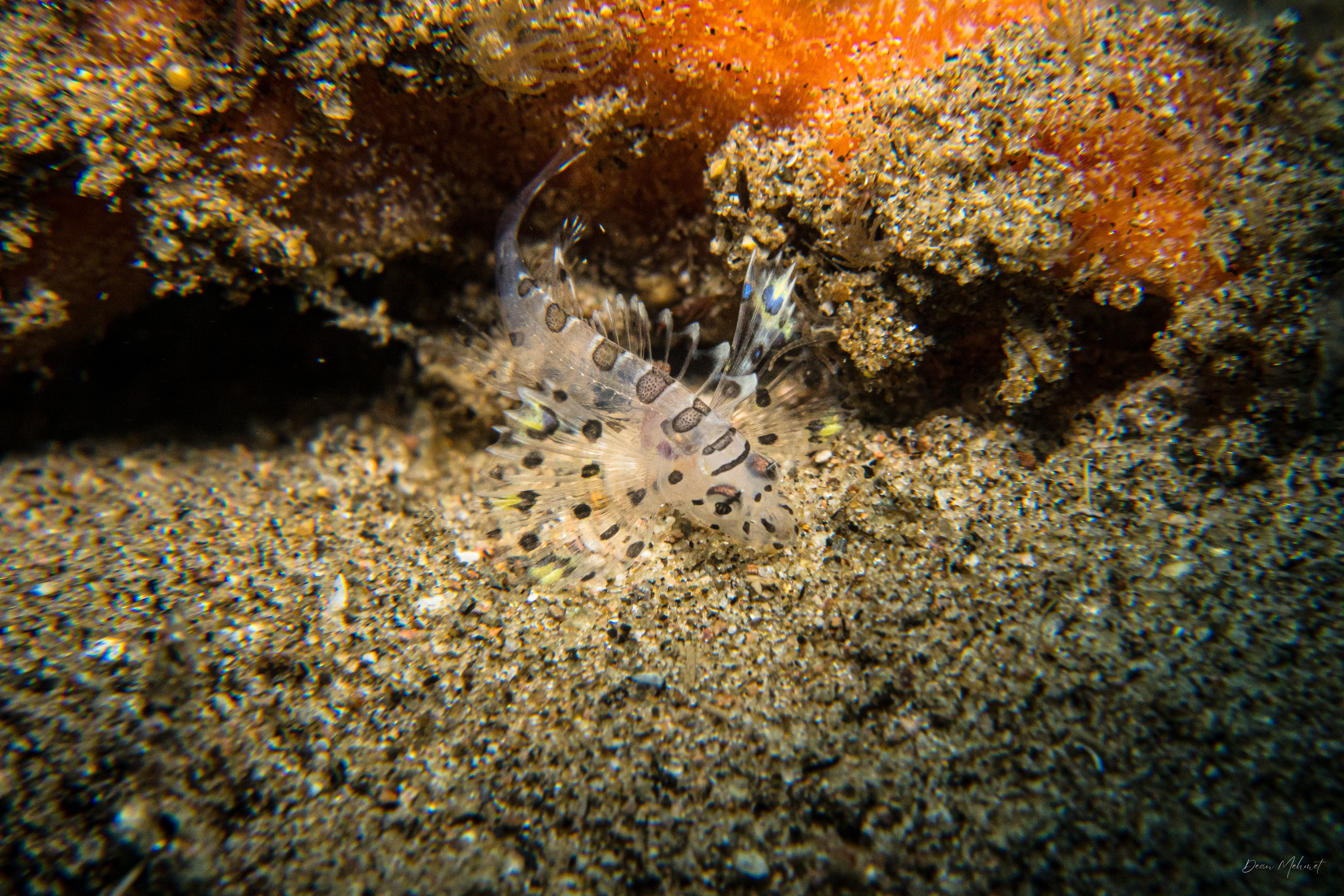 IMG_2837.jpg