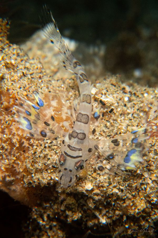 San Miguel Point encounter 28